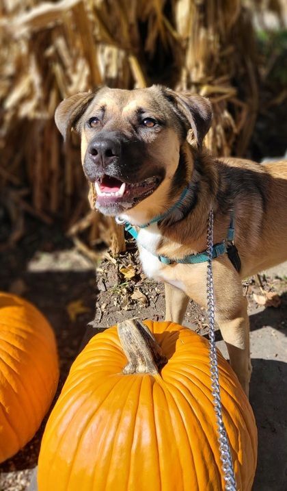 Enlarge Zuko, a Adoptable mixed breed in Annapolis, MD image 10/11