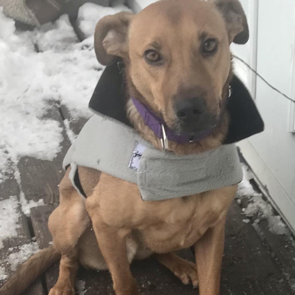 Frank, Adoptable, Adult Male Carolina Dog.