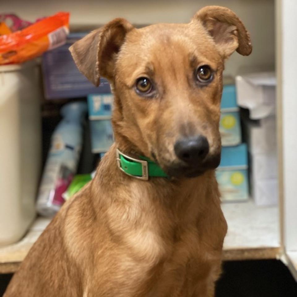 Enlarge Frank, a Adoptable mixed breed in Wadena, MN image 2/6