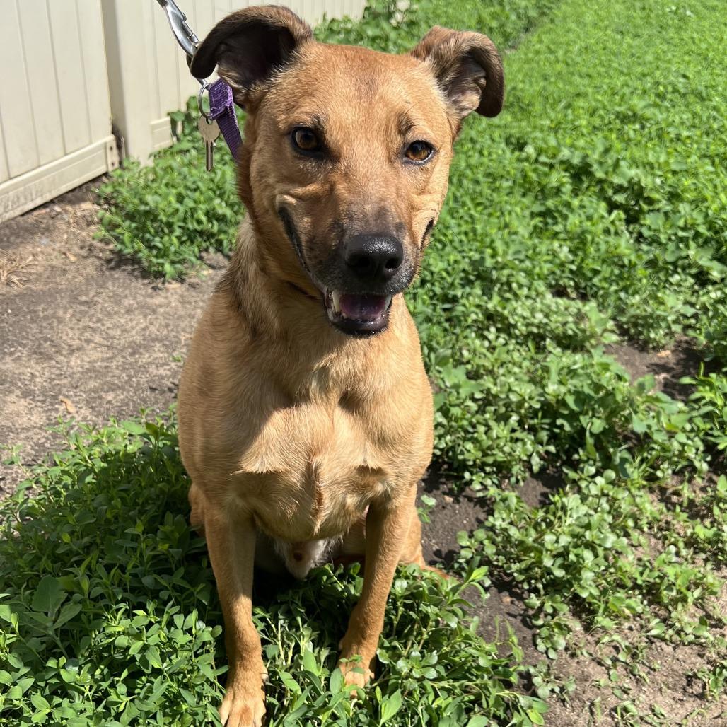 Frank, a Adoptable mixed breed in Wadena, MN image 3/6
