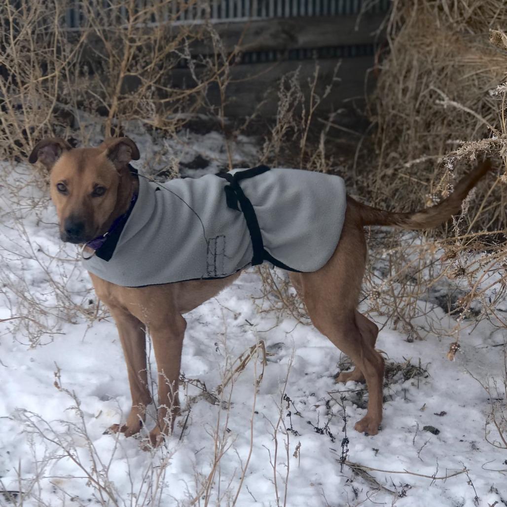 Enlarge Frank, a Adoptable mixed breed in Wadena, MN image 4/6