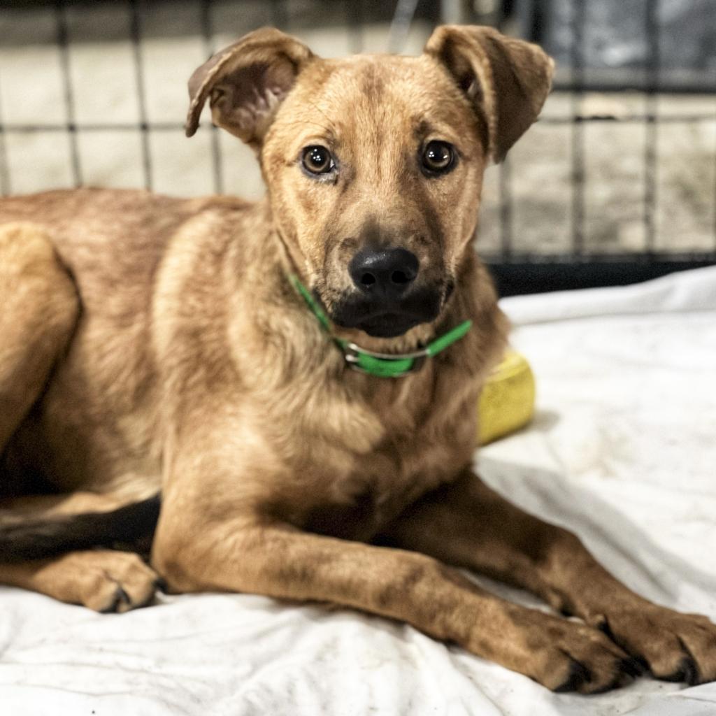 Enlarge Frank, a Adoptable mixed breed in Wadena, MN image 5/6