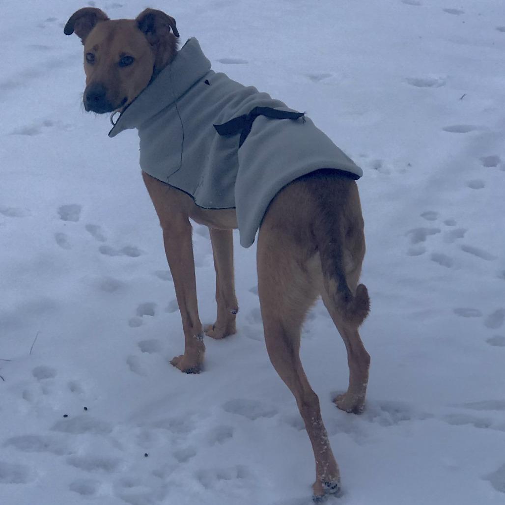 Enlarge Frank, a Adoptable mixed breed in Wadena, MN image 6/6