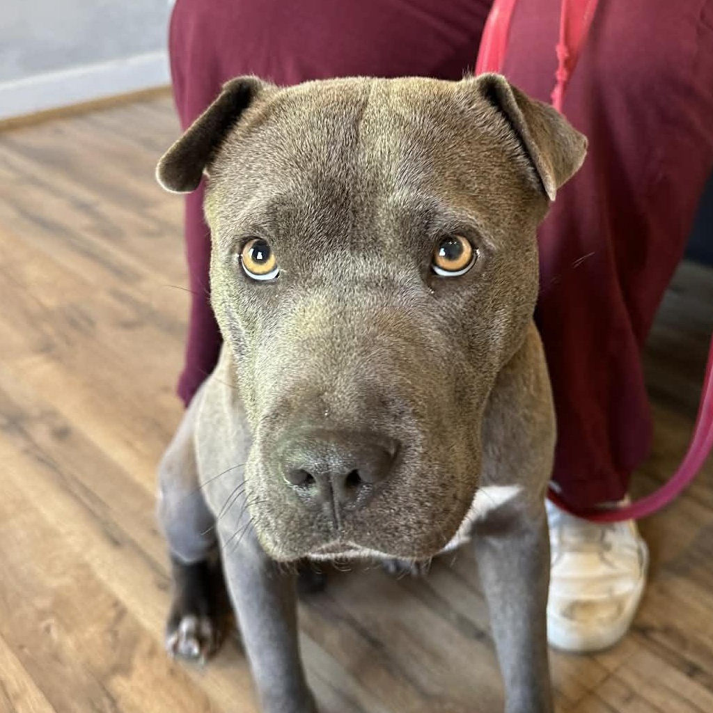 Enlarge Velma, a Adoptable mixed breed in Richmond, VA image 3/6