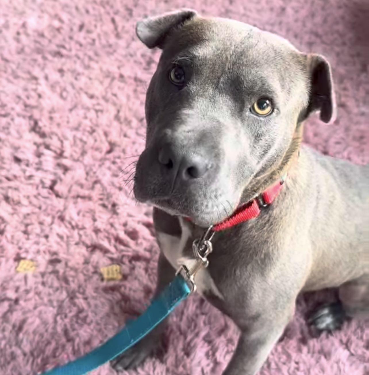 Enlarge Velma, a Adoptable mixed breed in Richmond, VA image 1/6