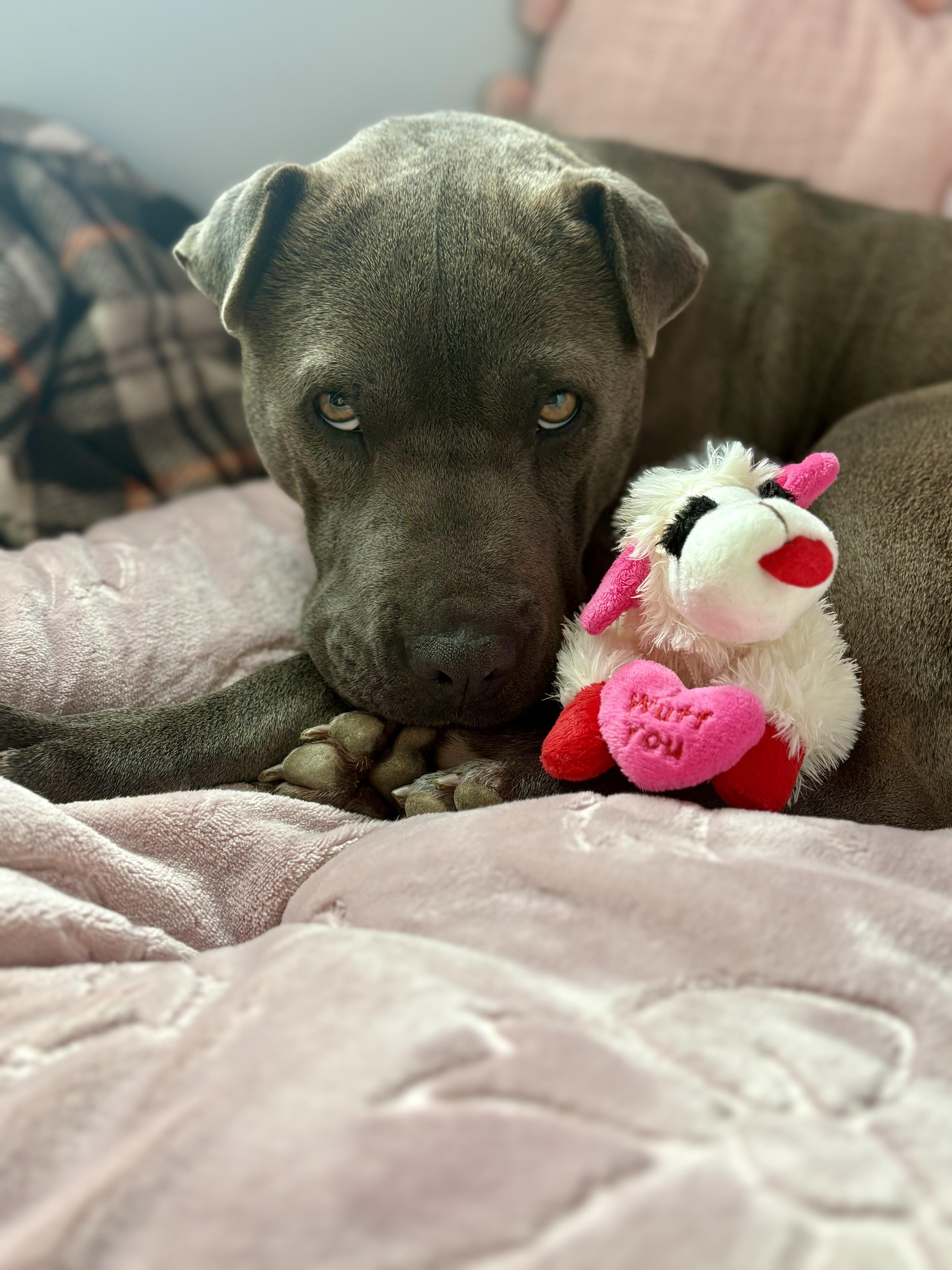 Enlarge Velma, a Adoptable mixed breed in Richmond, VA image 6/6