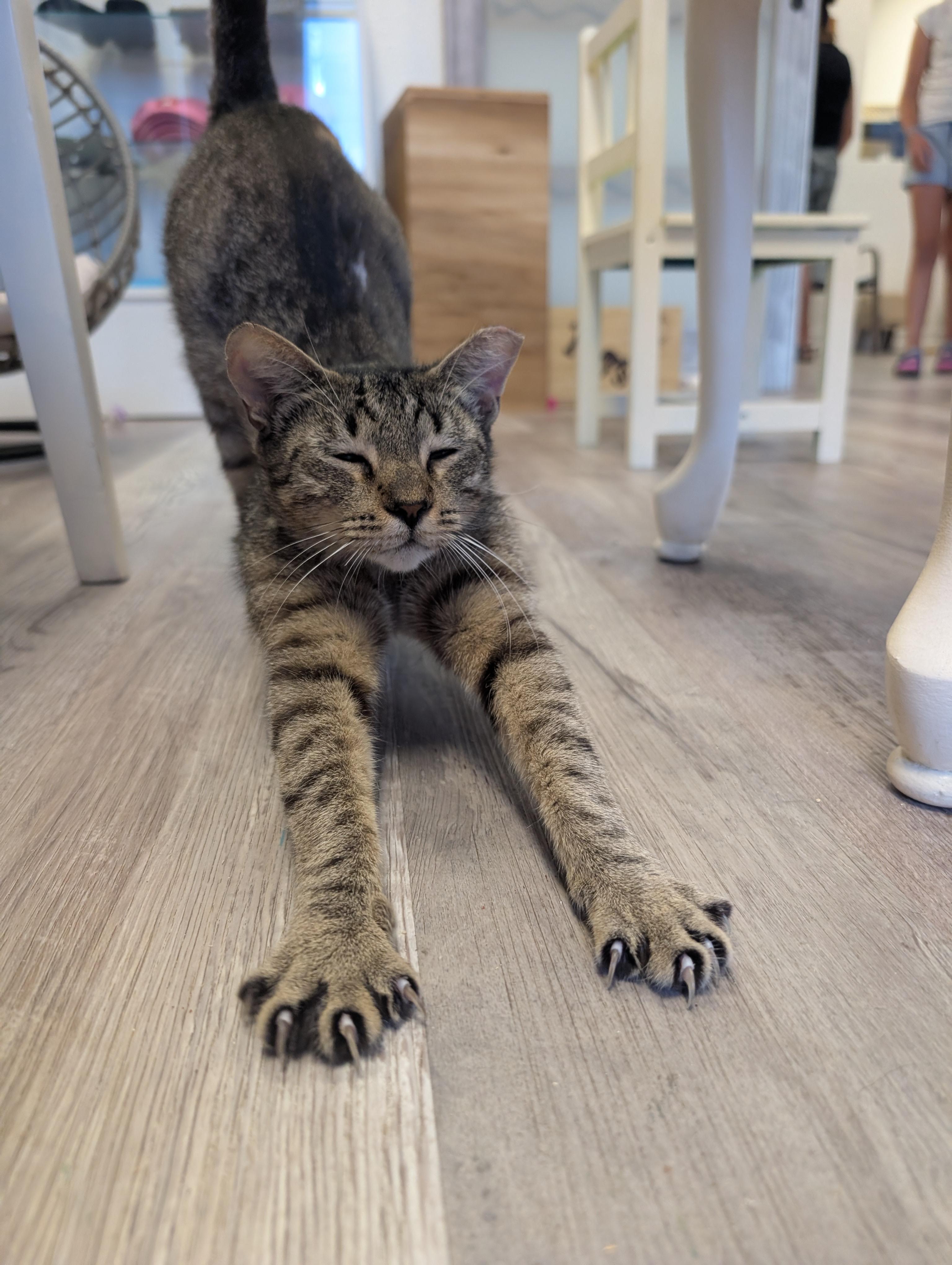 Chili, a ADOPTABLE Domestic Short Hair in Palm Harbor, FL image 2/2