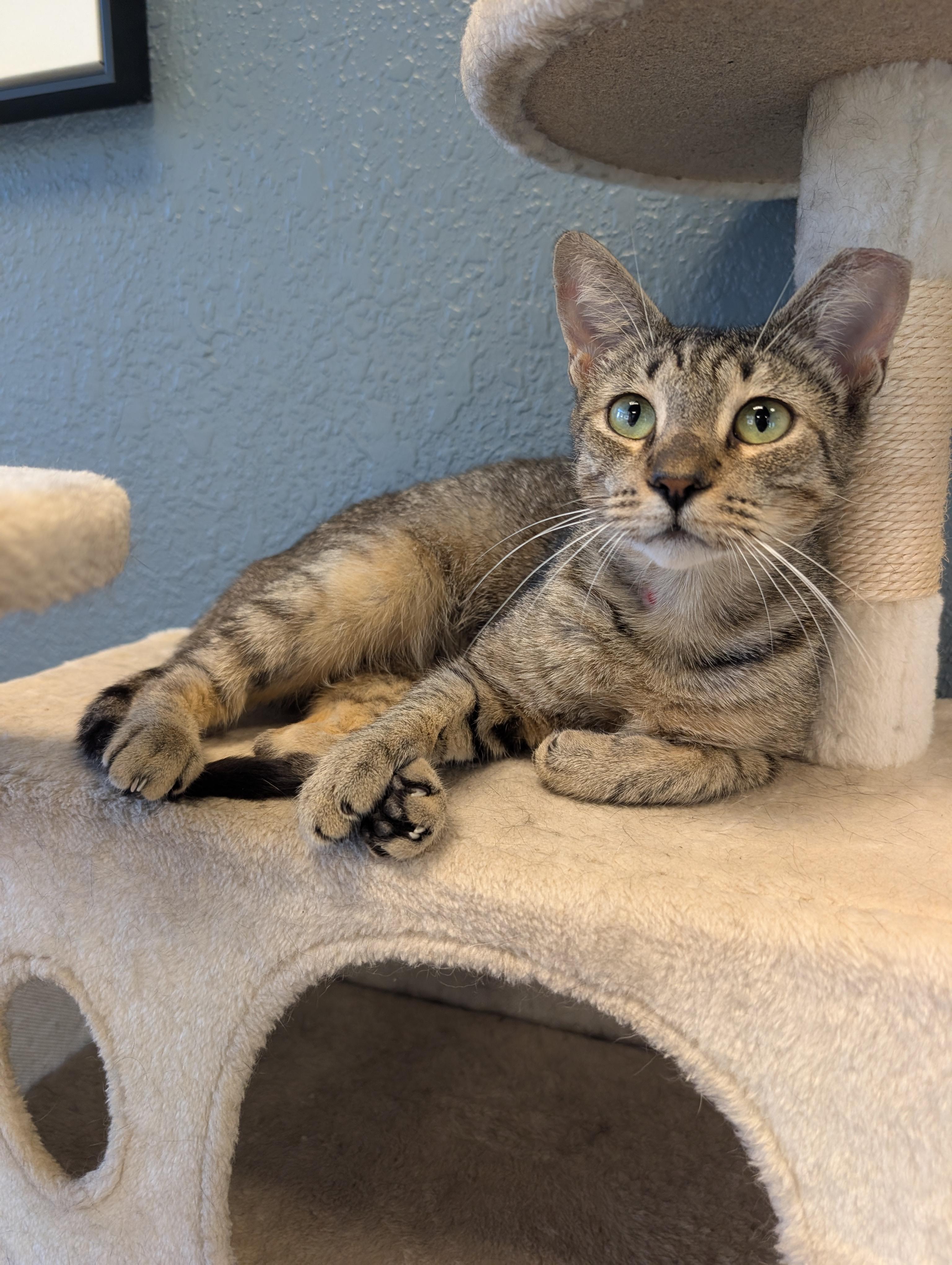 Chili, ADOPTABLE, Young Female Domestic Short Hair.