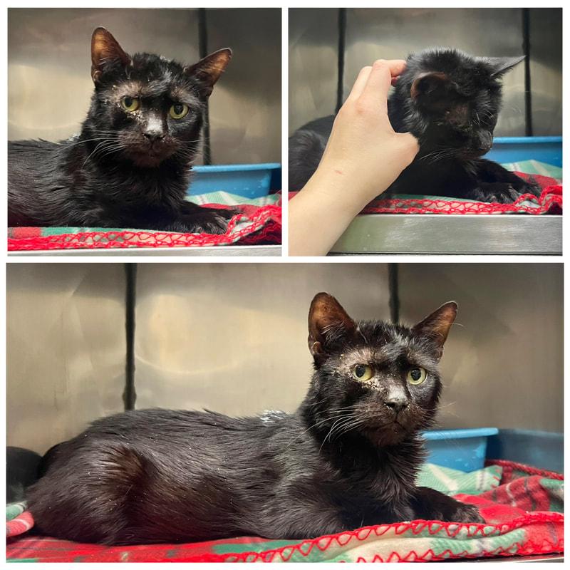 Marlo, ADOPTABLE, Adult Male Domestic Short Hair.