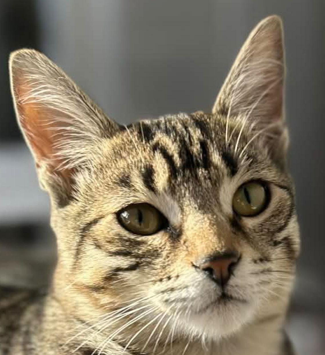 Enlarge TUGBOAT, a Adopted mixed breed in Minesing, ON image 1/3