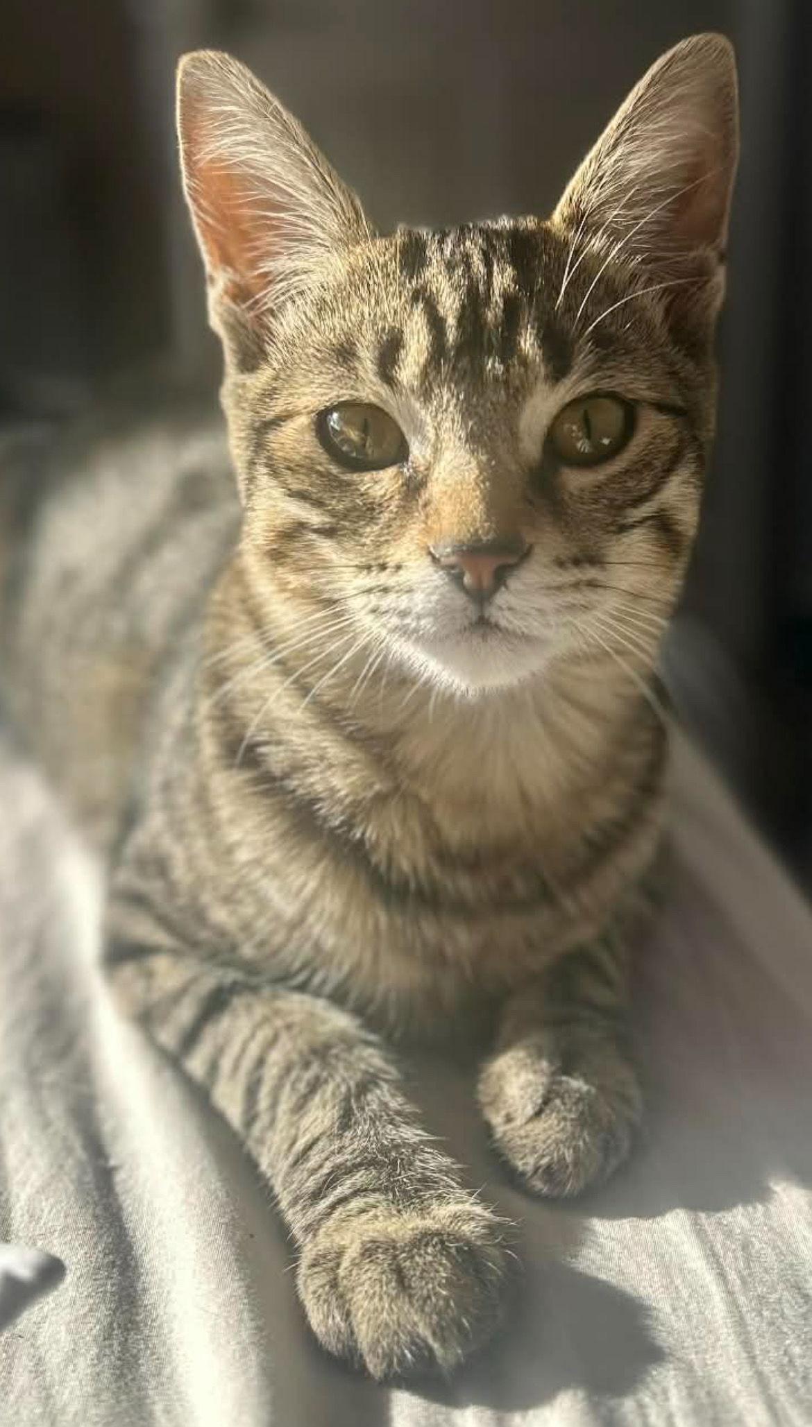 Enlarge TUGBOAT, a Adopted mixed breed in Minesing, ON image 2/3