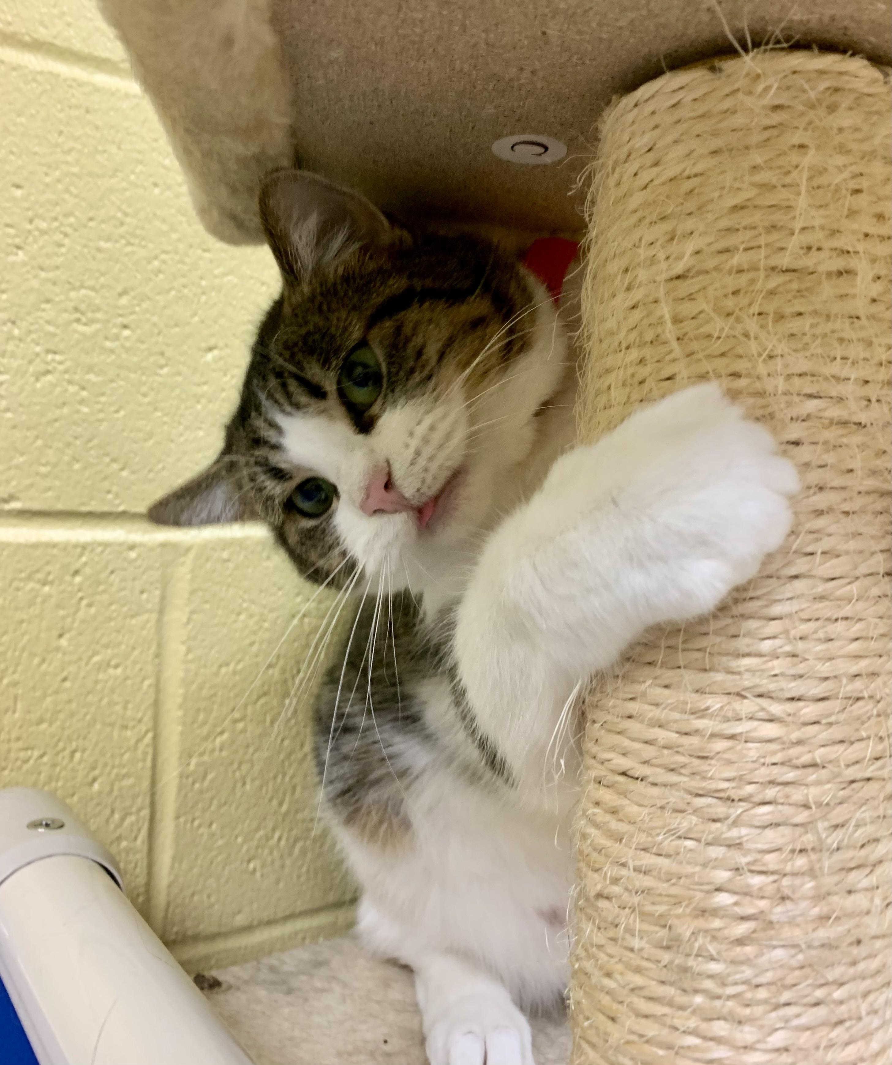 Blossom, a ADOPTABLE Domestic Short Hair in Keokuk, IA image 3/4