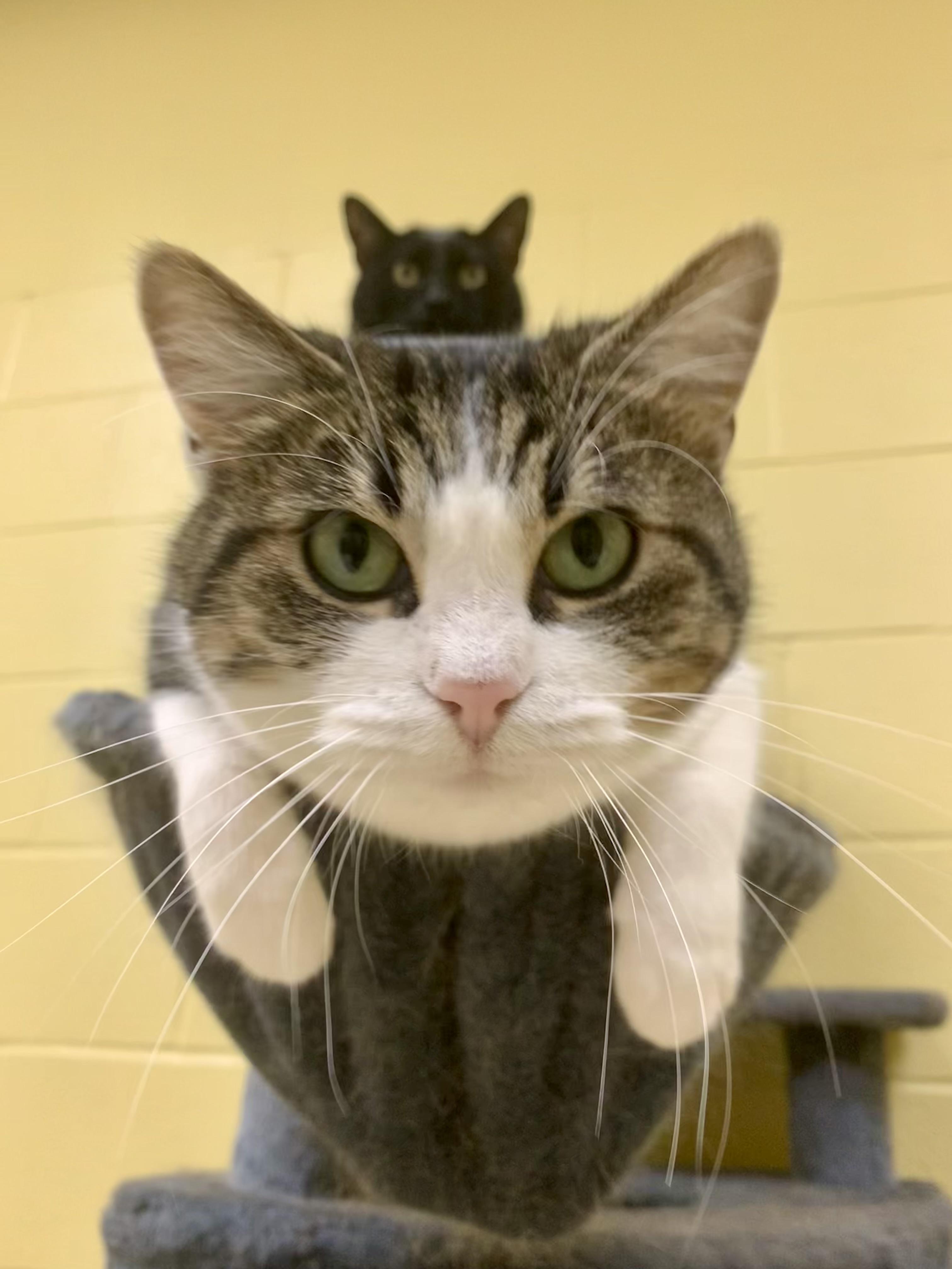 Blossom, a ADOPTABLE Domestic Short Hair in Keokuk, IA image 4/4