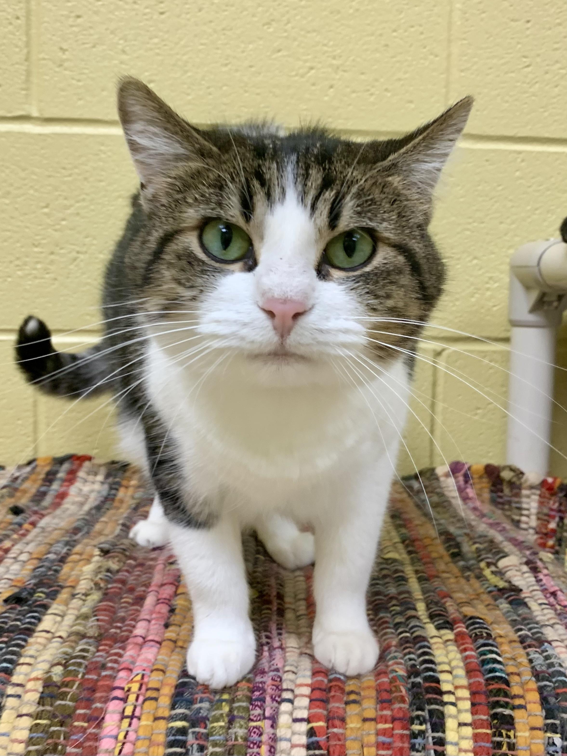 Blossom, ADOPTABLE, Young Female Domestic Short Hair.