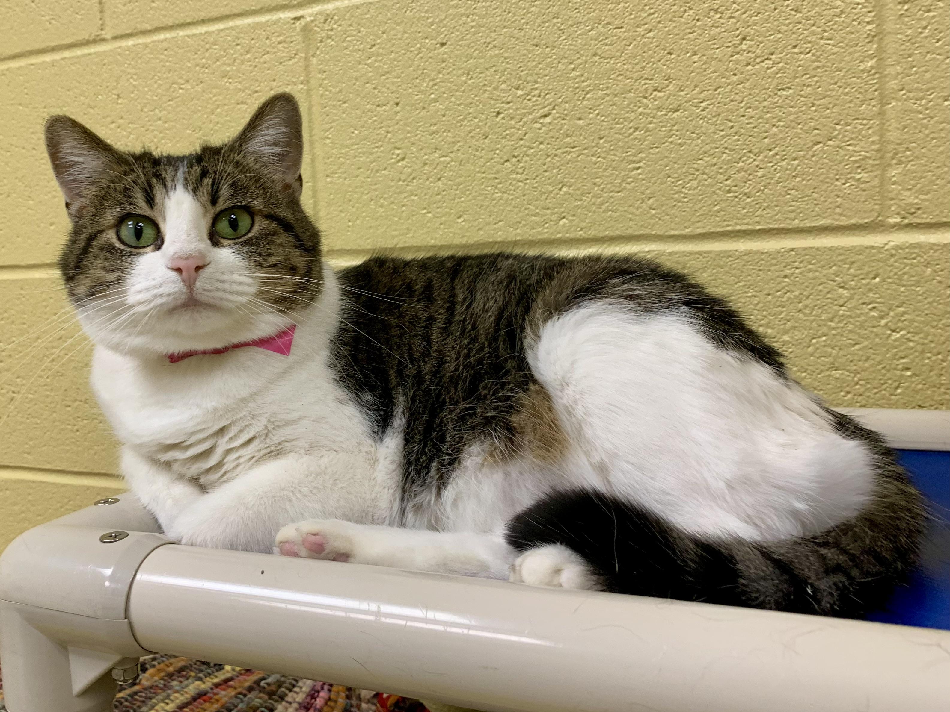 Blossom, a ADOPTABLE Domestic Short Hair in Keokuk, IA image 2/4