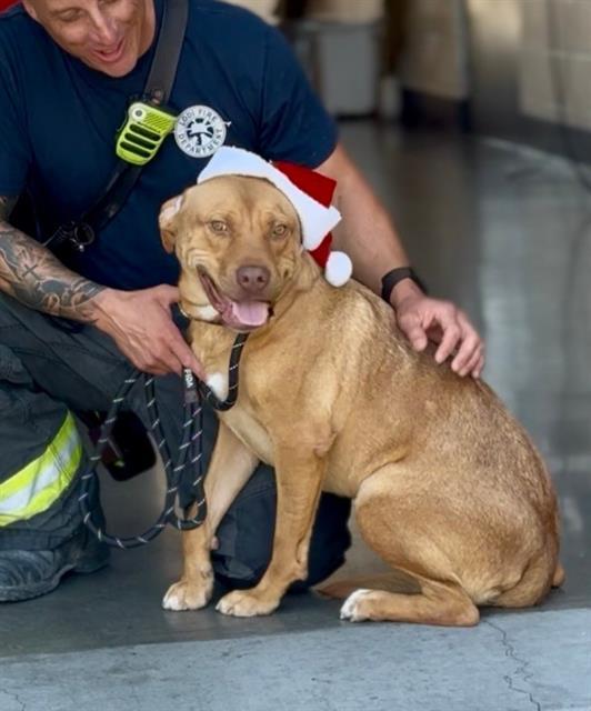 Enlarge BRODY, a Adoptable mixed breed in Lodi, CA image 1/1