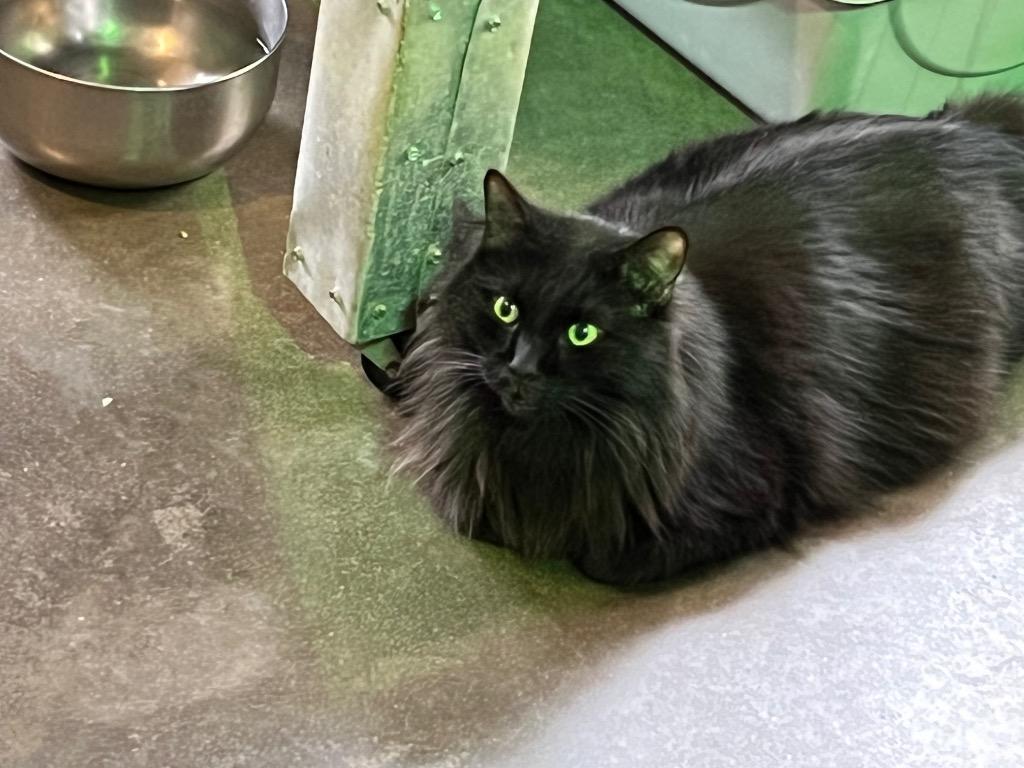 Elijah (Special Needs)