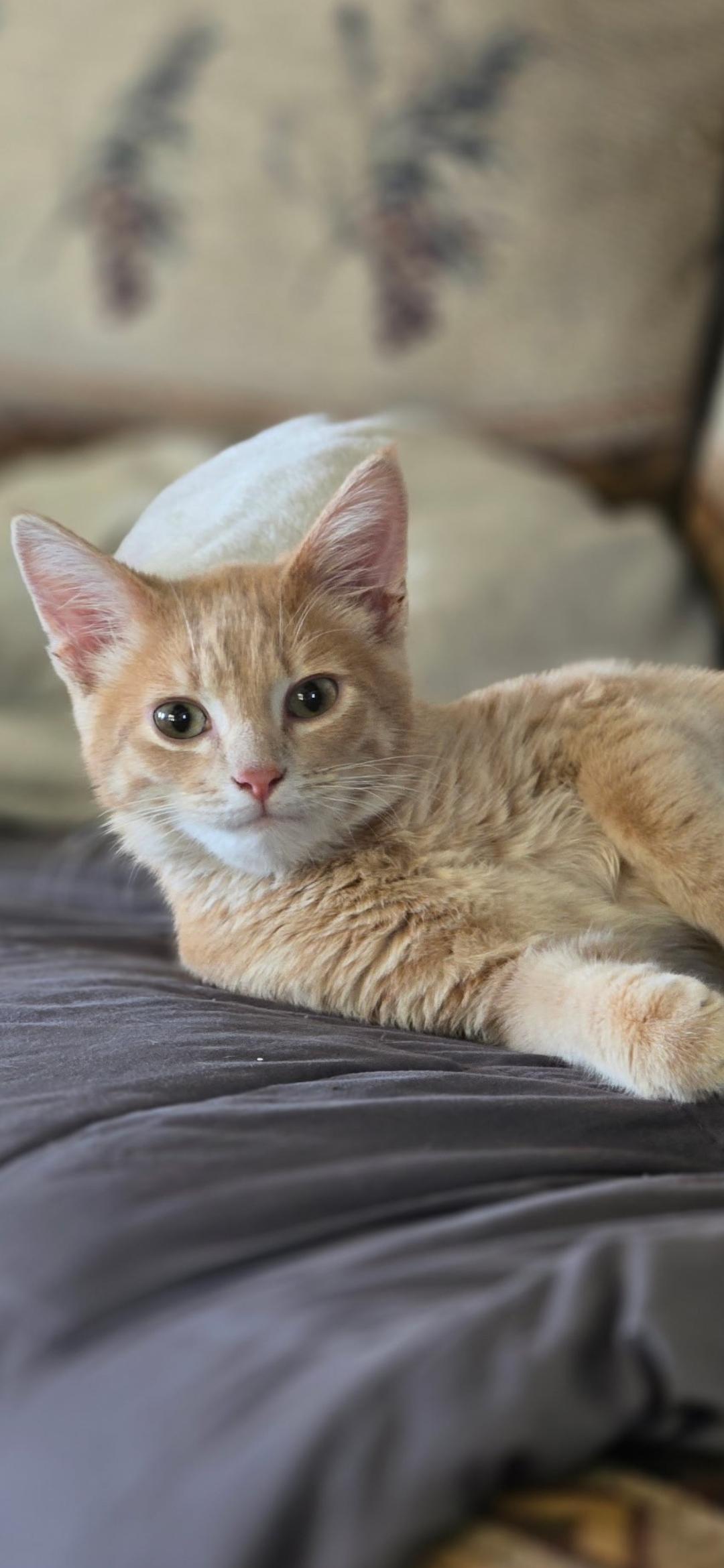 Enlarge Shasta, a Adoptable Domestic Short Hair in Medford, WI image 1/1