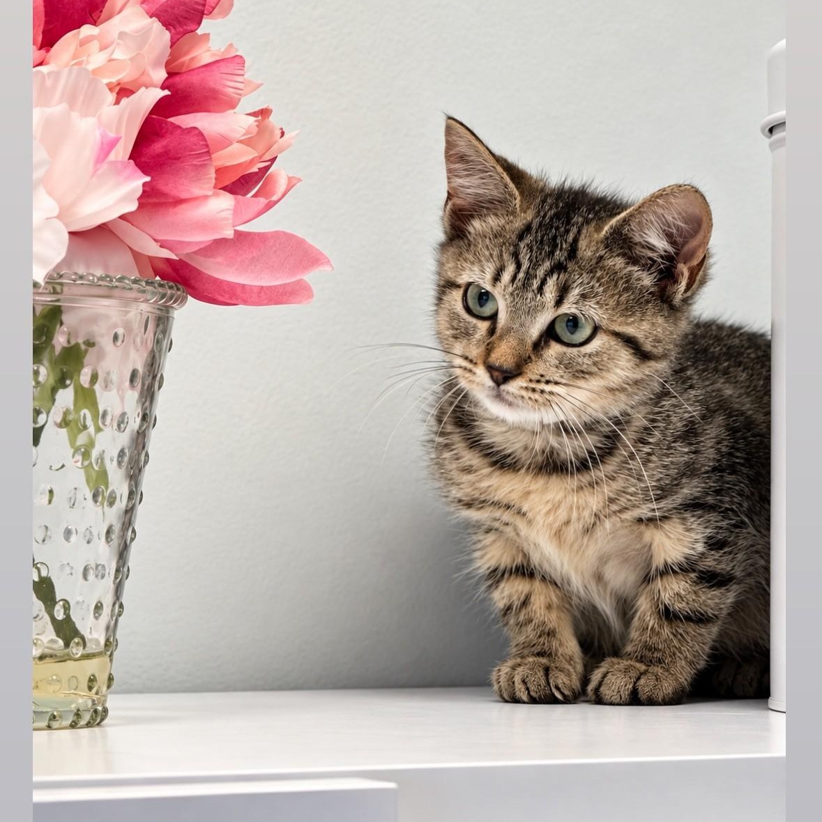 Isabel, Adopted, Young Female Domestic Medium Hair.