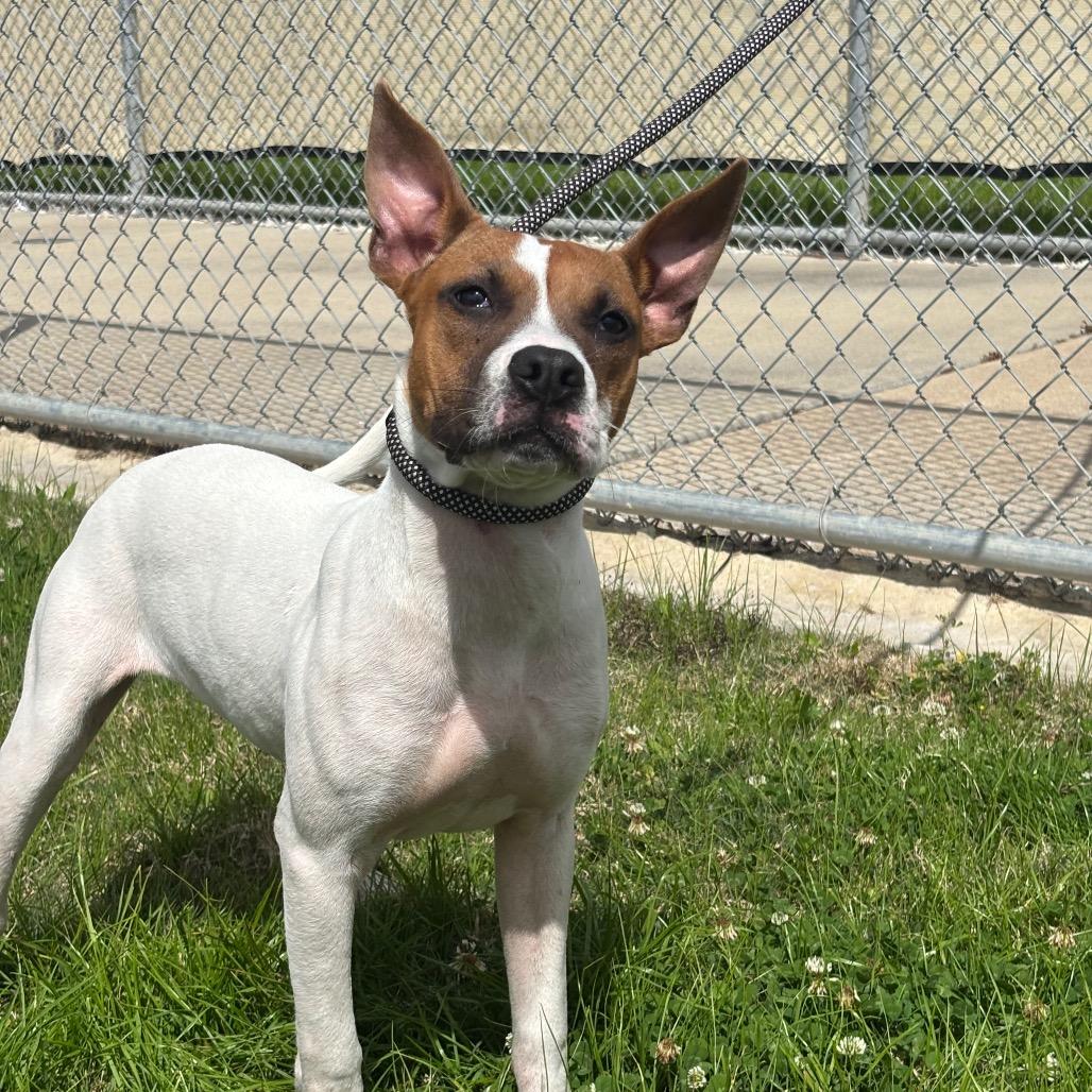 Heartie — thumbnail 2