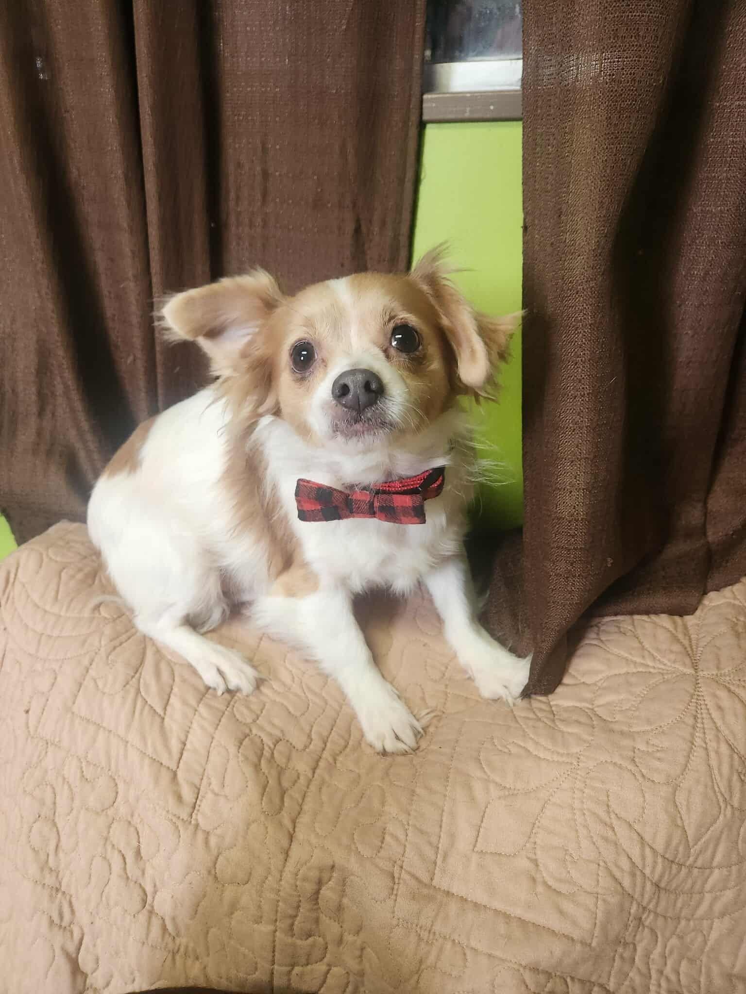 Enlarge Butters, an adopted Chihuahua in La Salle, IL image 1/1