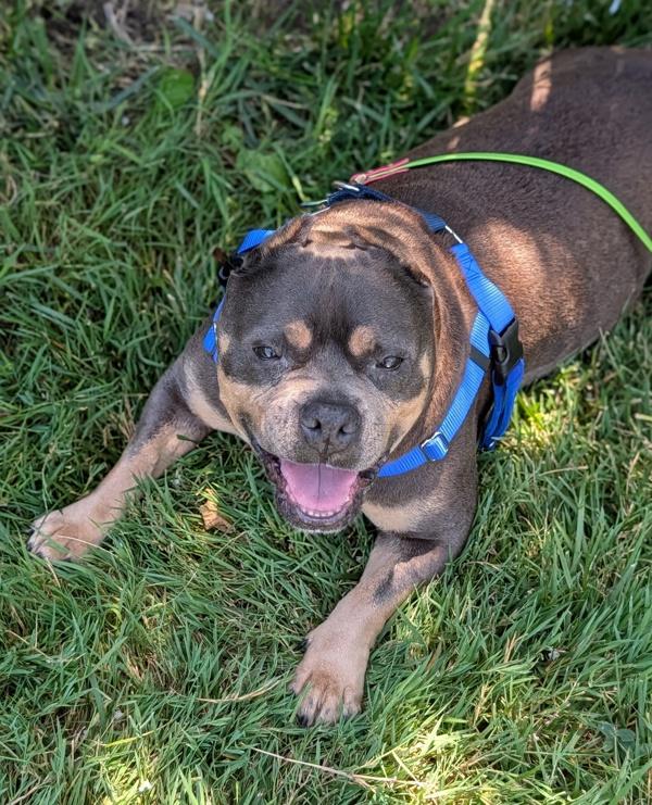 Pizookie, Adoptable, Senior Female American Bully.