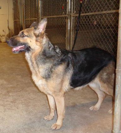 Pauline, Adoptable, Senior Female German Shepherd Dog.