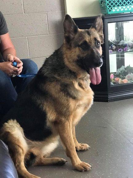 Enlarge Pauline, a Adoptable German Shepherd Dog in Albany, OR image 2/3