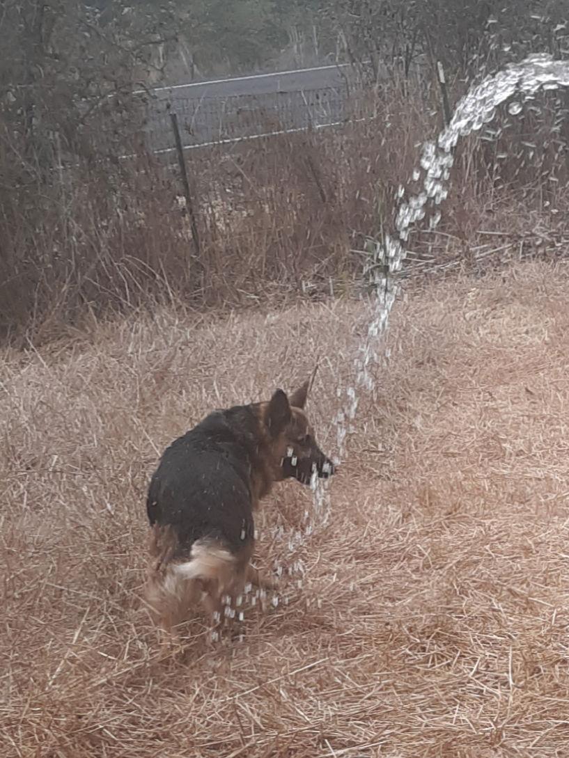 Enlarge Pauline, a Adoptable German Shepherd Dog in Albany, OR image 3/3