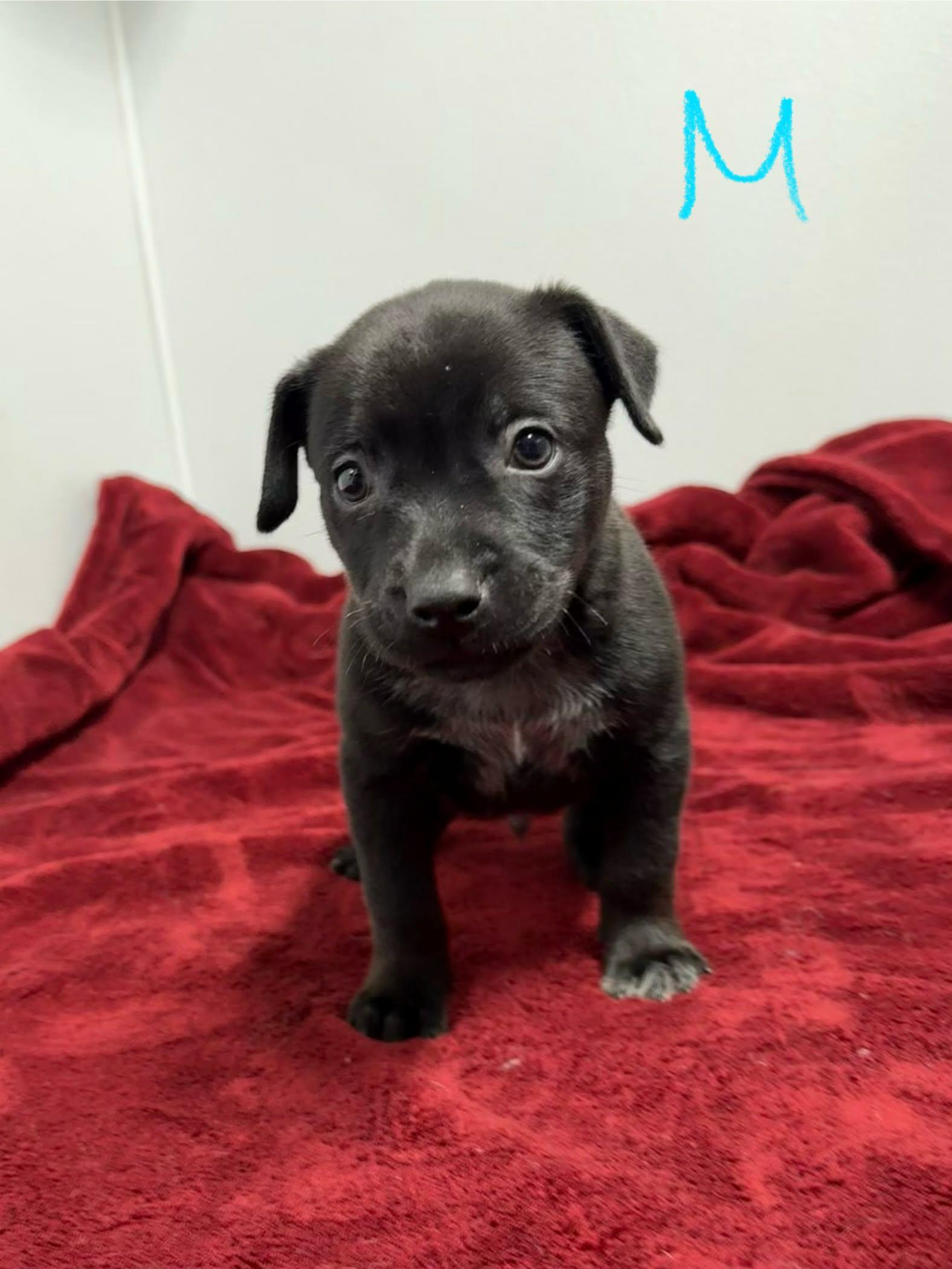 Enlarge Cattle Dog Mix Puppies, a ADOPTABLE mixed breed in Groton, CT image 3/4