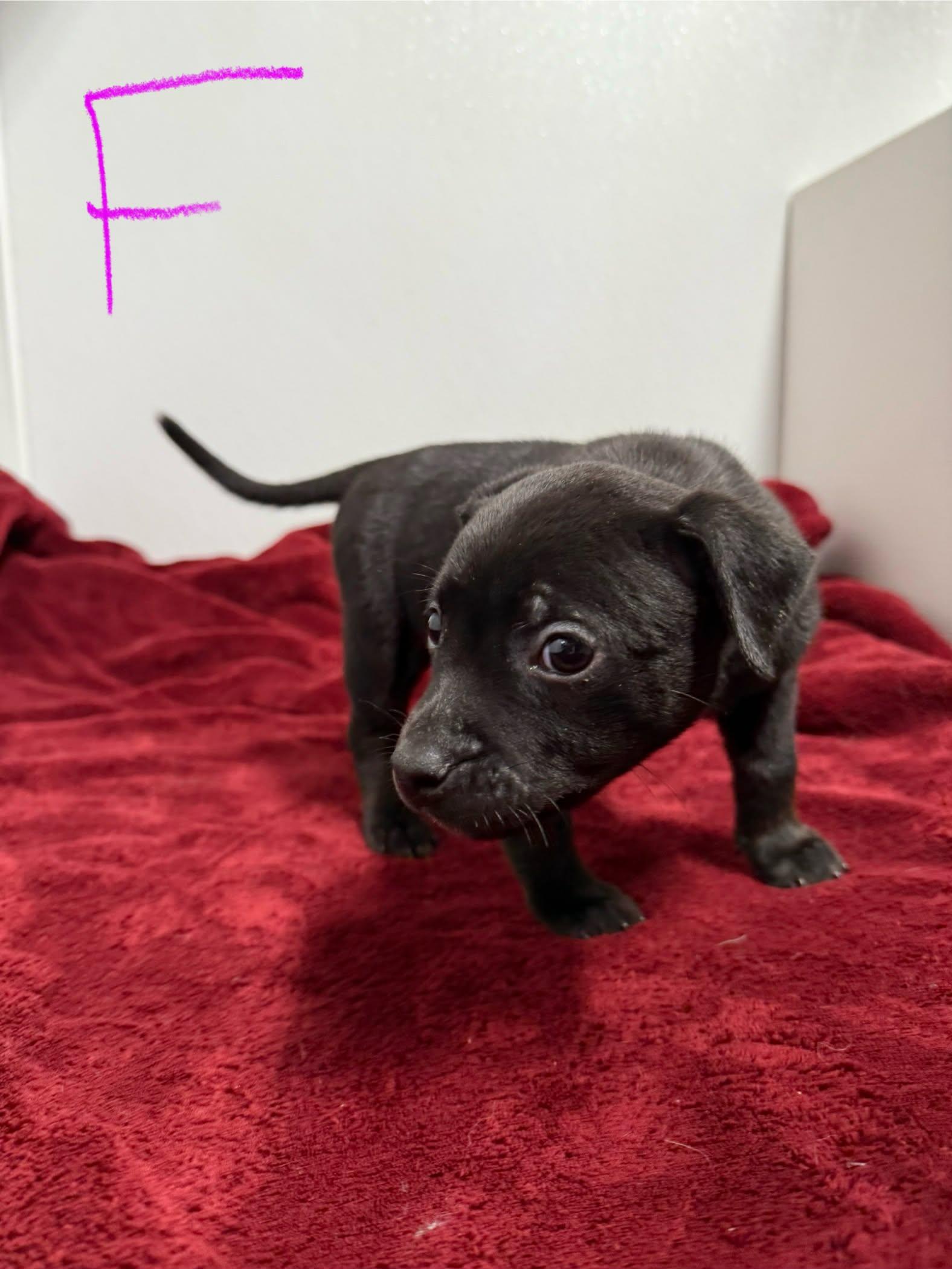Enlarge Cattle Dog Mix Puppies, a ADOPTABLE mixed breed in Groton, CT image 2/4