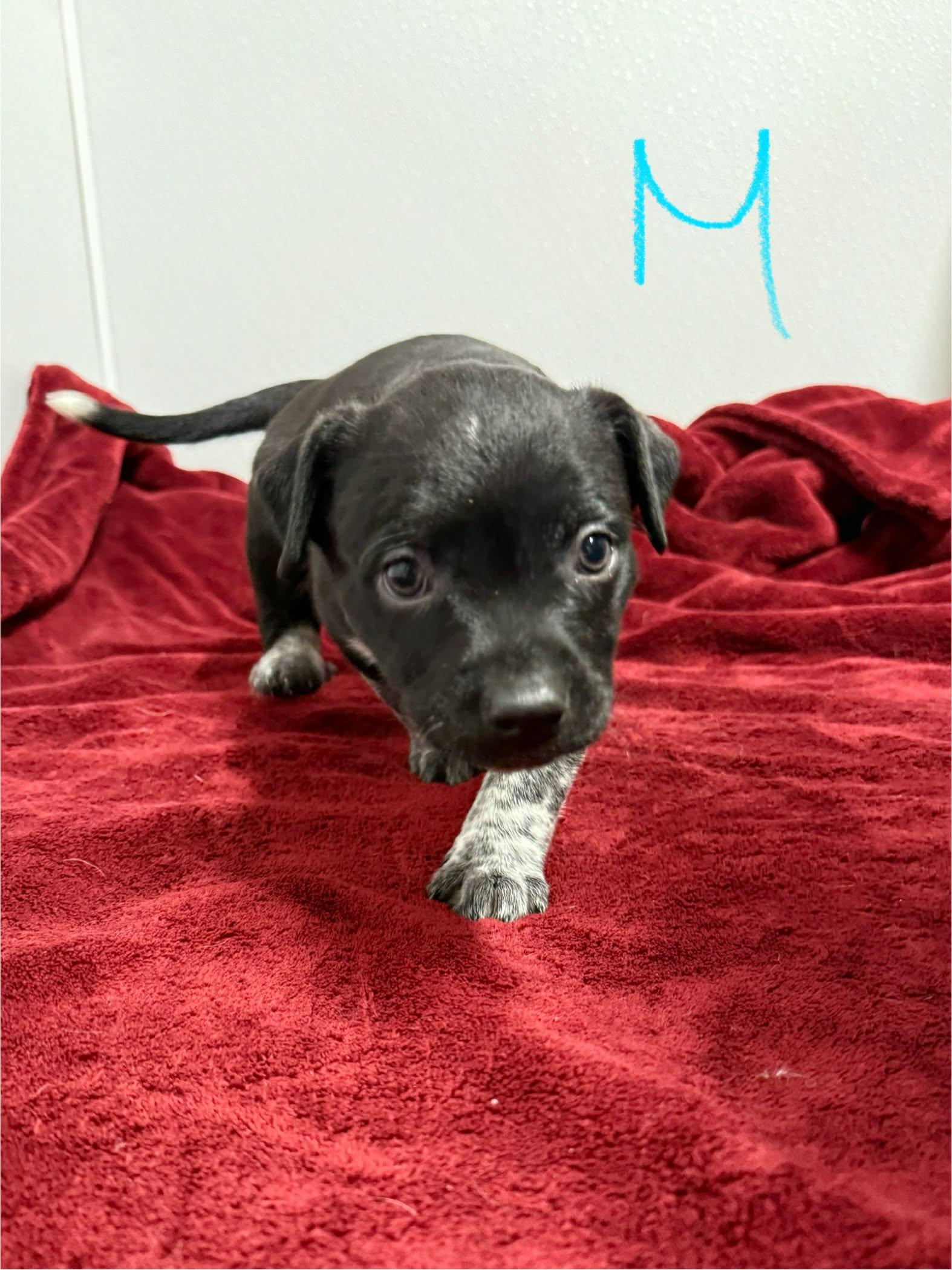 Enlarge Cattle Dog Mix Puppies, a ADOPTABLE mixed breed in Groton, CT image 1/4