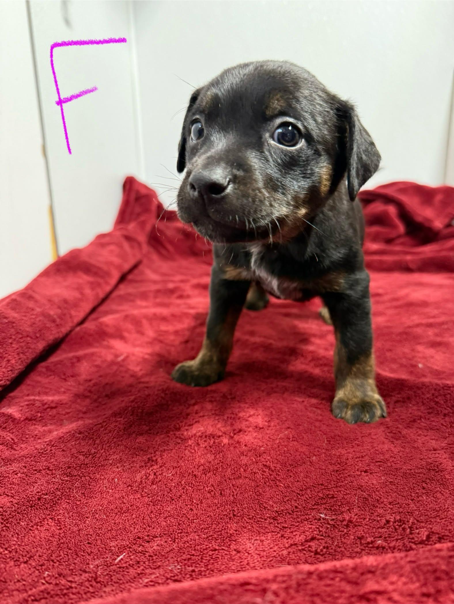 Enlarge Cattle Dog Mix Puppies, a ADOPTABLE mixed breed in Groton, CT image 4/4