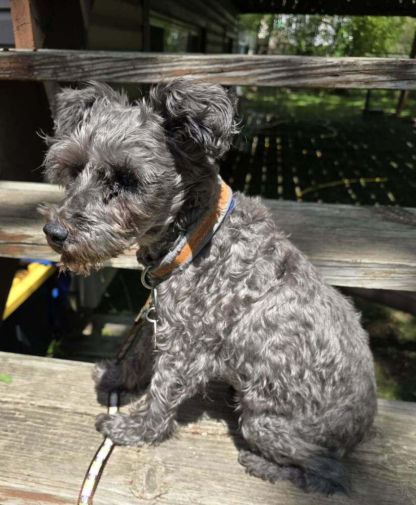 Lilith, a Adoptable Schnauzer in Anoka, MN image 1/3