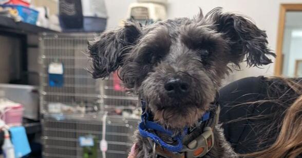 Lilith, a Adoptable Schnauzer in Anoka, MN image 2/3