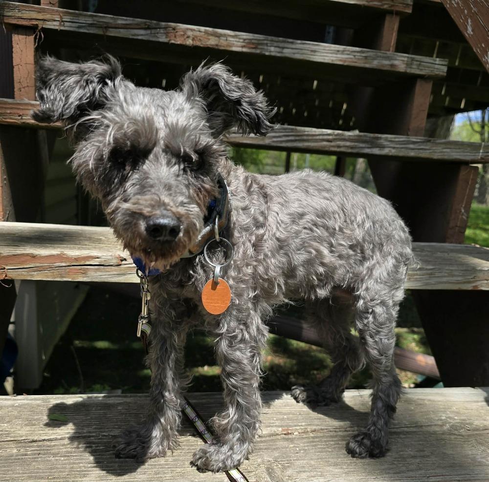 Lilith, a Adoptable Schnauzer in Anoka, MN image 3/3