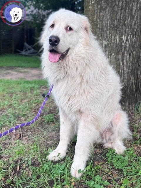 Enlarge Terrie, a Adoptable Great Pyrenees in Sims, NC image 4/6