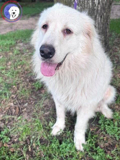 Enlarge Terrie, a Adoptable Great Pyrenees in Sims, NC image 3/6