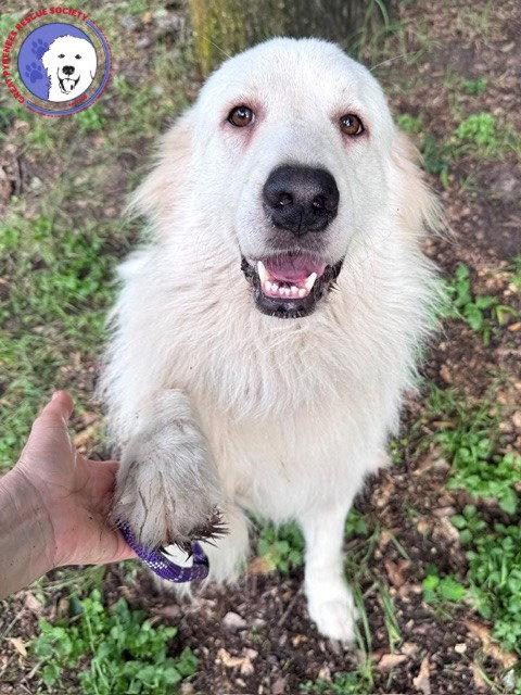 Enlarge Terrie, a Adoptable Great Pyrenees in Sims, NC image 2/6