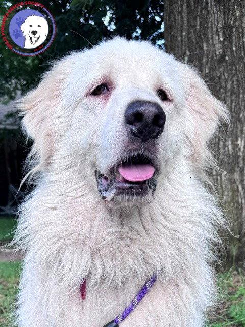 Enlarge Terrie, a Adoptable Great Pyrenees in Sims, NC image 5/6