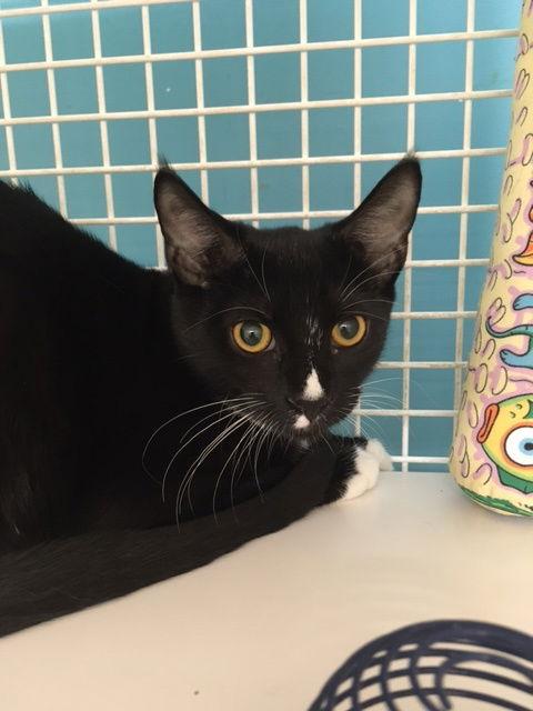 Enlarge Moxie, a Adoptable Domestic Short Hair in Land O Lakes, FL image 1/4