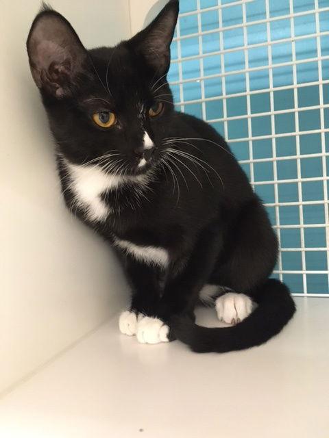 Moxie, Adoptable, Kitten Female Domestic Short Hair.