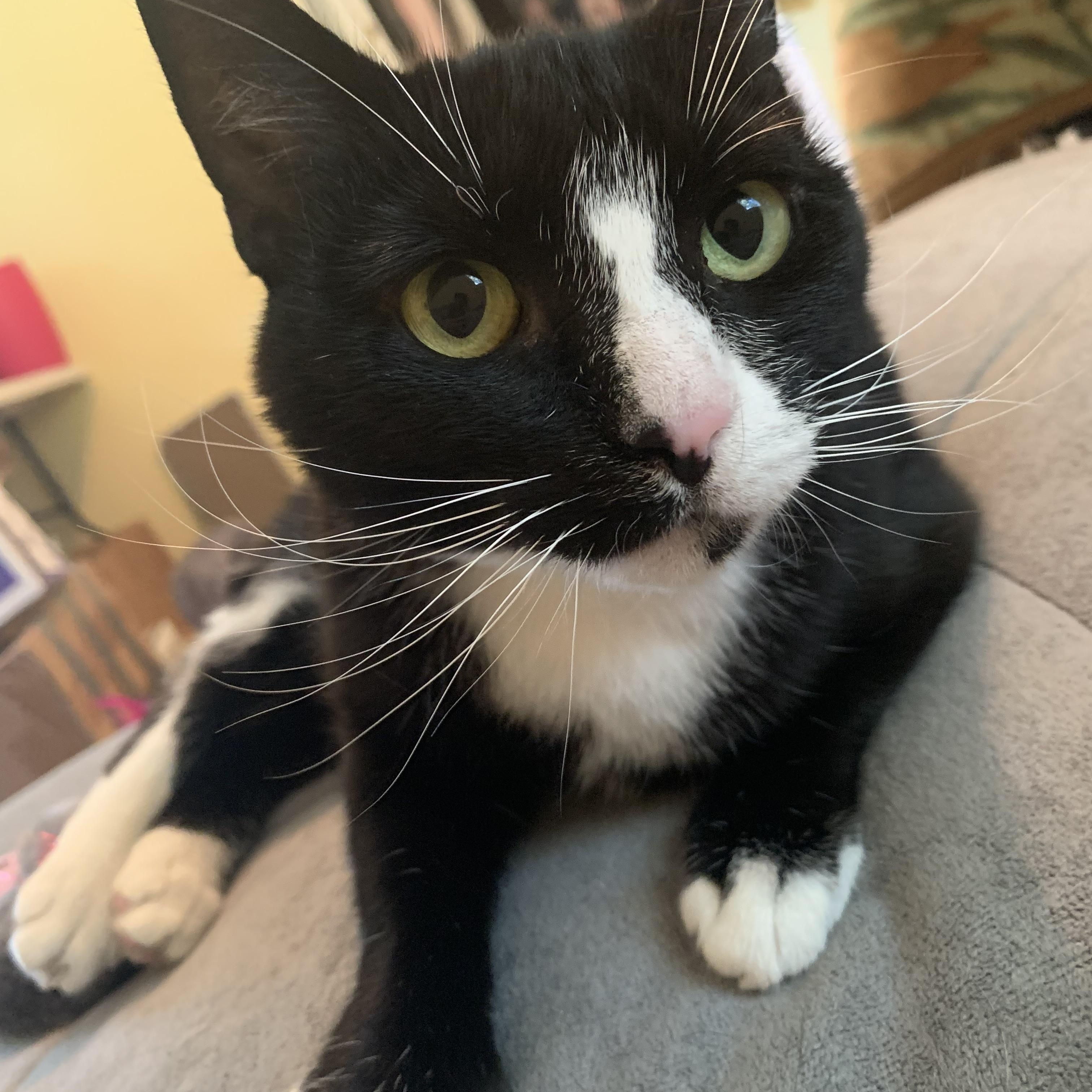 Halaya, Adoptable, Young Female Domestic Short Hair.