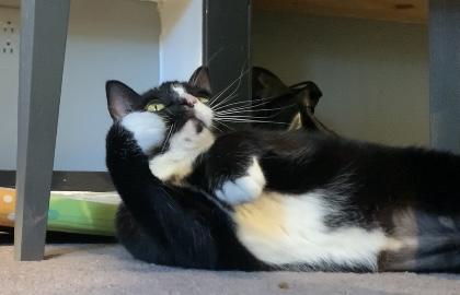 Enlarge Halaya, a Adoptable mixed breed in Morganton, NC image 5/6