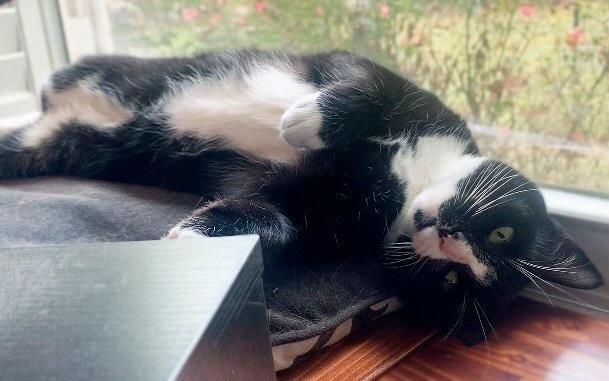 Halaya, a Adoptable mixed breed in Morganton, NC image 3/5