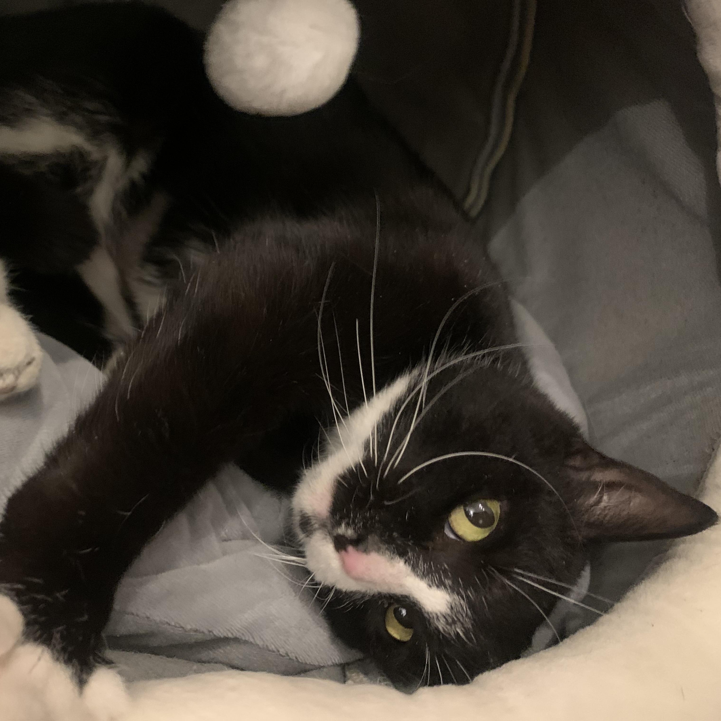 Halaya, a Adoptable mixed breed in Morganton, NC image 2/5