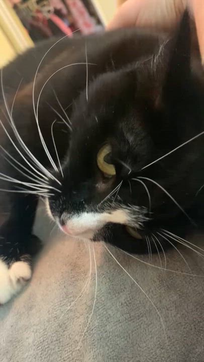 Enlarge Halaya, a Adoptable mixed breed in Morganton, NC video 6/6