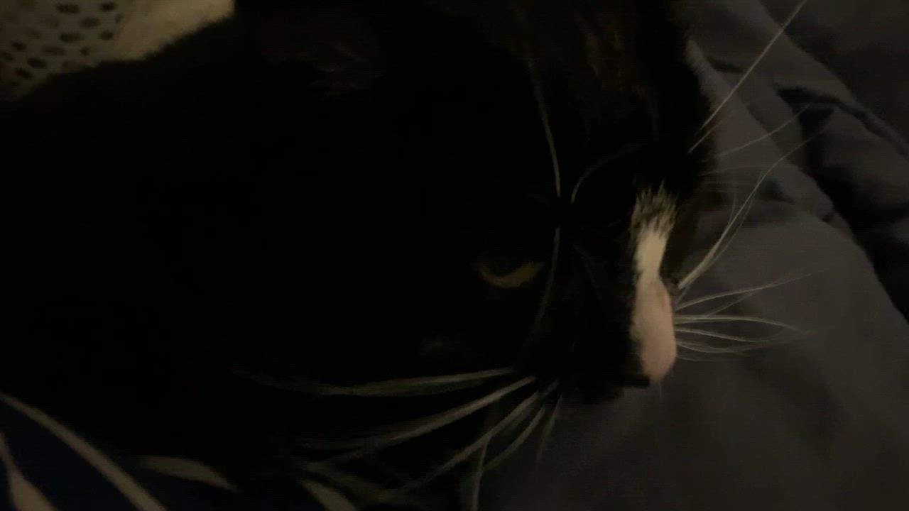 Enlarge Halaya, a Adoptable mixed breed in Morganton, NC video 4/5