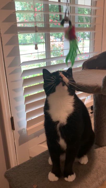 Enlarge Halaya, a Adoptable mixed breed in Morganton, NC video 5/5