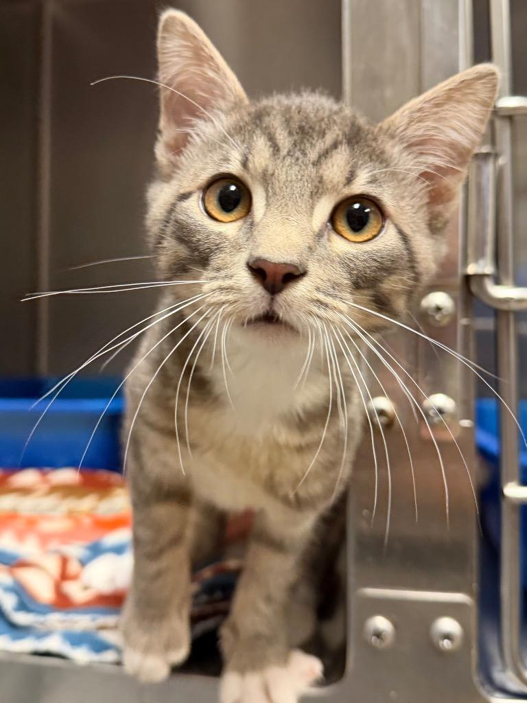 Panacur (Petsmart), Adoptable, Kitten Male Domestic Short Hair.
